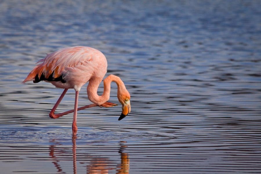 Фламинго на солёном озере, Ларнака