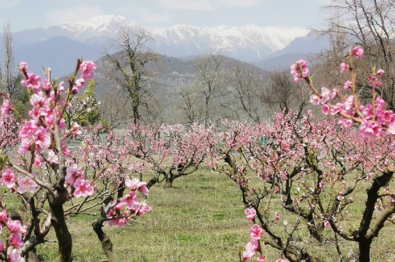 грузия весной