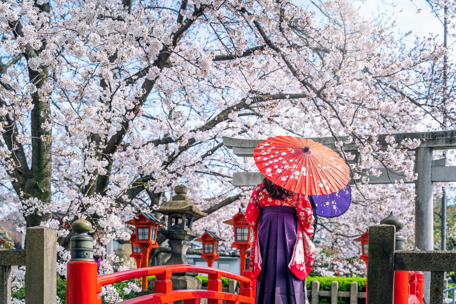 цветение сакуры в японии