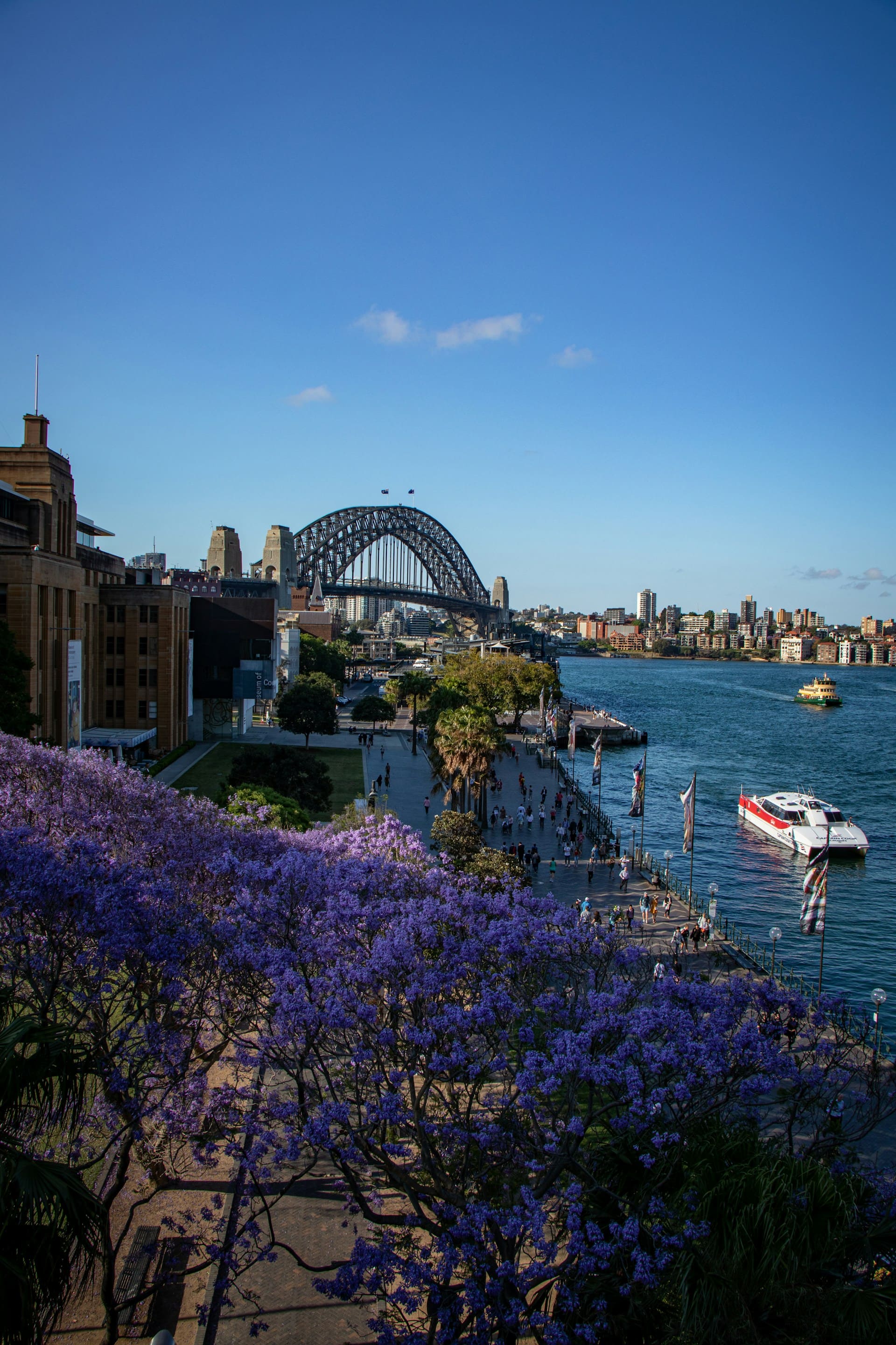 цветение жакаранды